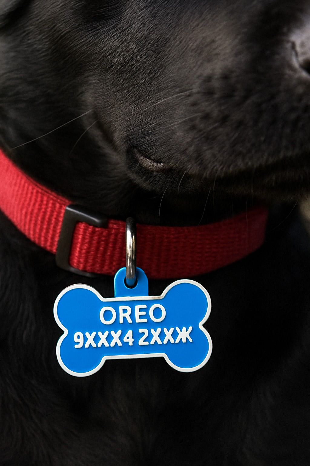 Black dog wearing a red collar with a blue bone-shaped tag labeled 'OREO'.
